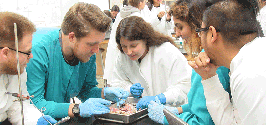 生物医学学生在实验室环境中解剖动物的图像.